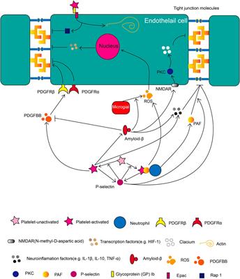 The role of platelets in the blood-brain barrier during brain pathology